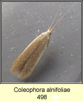 Coleophora alnifoliae