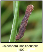 Coleophora limosipennella