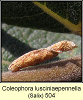 Coleophora lusciniaepennella
