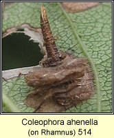 Coleophora ahenella
