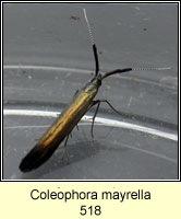 Coleophora mayrella