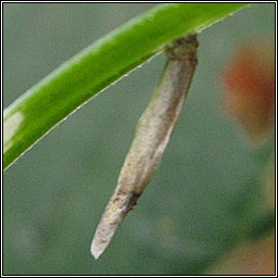 Coleophora solitariella