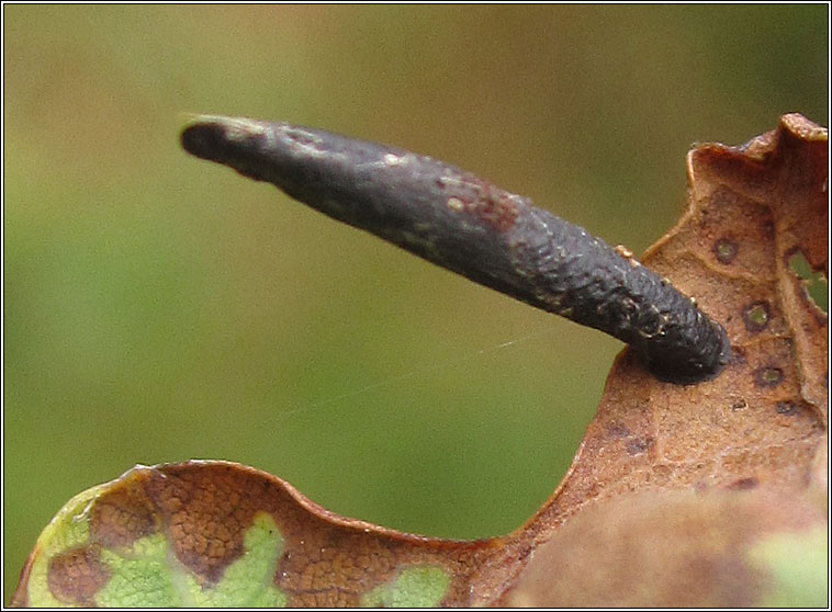 Coleophora pyrrhulipennella