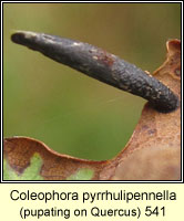 Coleophora pyrrhulipennella
