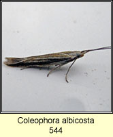 Coleophora albicosta