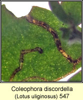 Coleophora discordella
