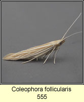 Coleophora follicularis