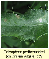 Coleophora peribenanderi