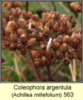 Coleophora argentula