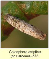 Coleophora atriplicis