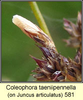 Coleophora taeniipennella