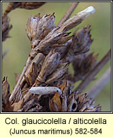 Coleophora glaucicolella / alticolella