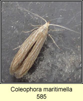 Coleophora maritimella
