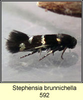 Stephensia brunnichella