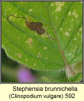 Stephensia brunnichella