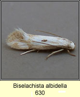 Biselachista albidella
