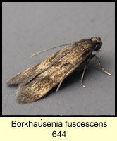 Borkhausenia fuscescens