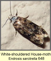 White-shouldered House-moth, Endrosis sarcitrella