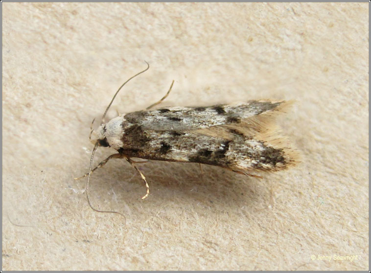 Moths - White-shouldered House-moth, Endrosis sarcitrella