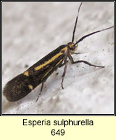 Esperia sulphurella