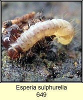 Esperia sulphurella
