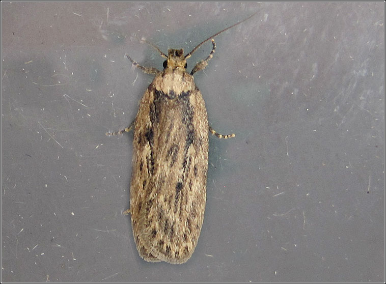 Moths - Depressaria radiella, Parsnip Moth