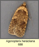 Agonopterix heracliana