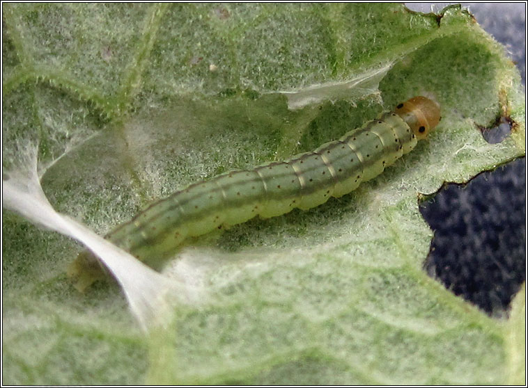 Agonopterix arenella, larva