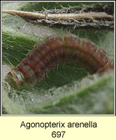Agonopterix arenella
