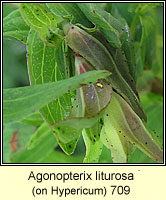 Agonopterix liturosa