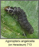 Agonopterix angelicella