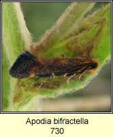 Apodia bifractella