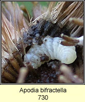Apodia bifractella