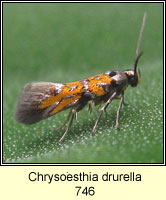 Chrysoesthia drurella