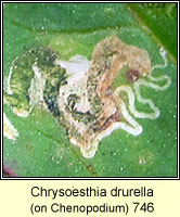 Chrysoesthia drurella