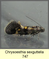 Chrysoesthia sexguttella