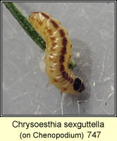 Chrysoesthia sexguttella