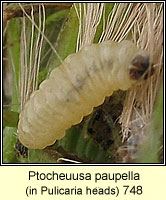 Ptocheuusa paupella