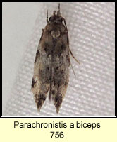 Parachronistis albiceps