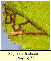 Stigmella floslactella (leaf mine on Hazel)