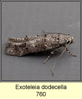 Exoteleia dodecella