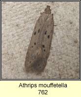 Athrips mouffetella