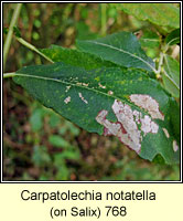 Carpatolechia notatella