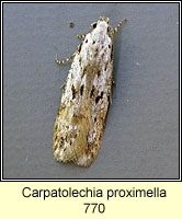Carpatolechia proximella