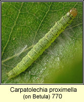 Carpatolechia proximella