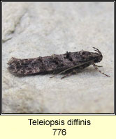 Teleiopsis diffinis
