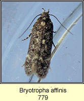 Bryotropha affinis