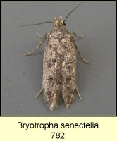 Bryotropha senectella