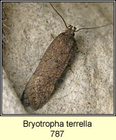 Bryotropha terrella