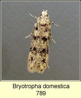 Bryotropha domestica